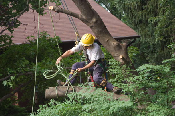 Best Palm Tree Trimming  in Jonesboro, IL